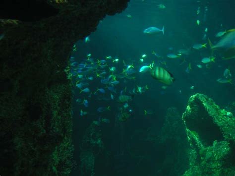 Sea Life Sydney Aquarium Location Facts Attraction Best Time To Visit