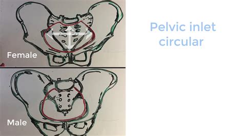 Female Pelvis Vs Male Pelvis 5 Anatomical Differences To Suit