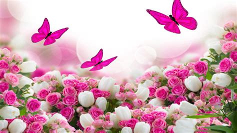 Flower Bouquet White And Pink Roses And Flying Butterflies Hd Wallpaper Download For Mobile And