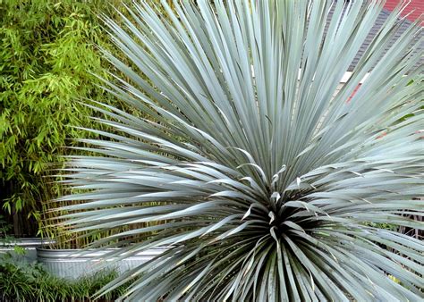 Browse and print plants crossword puzzles below. danger garden: Our Yucca rostrata collection earns the ...