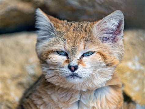 Check spelling or type a new query. Animal Files - Sand Cats: The only Cats That Live in the ...