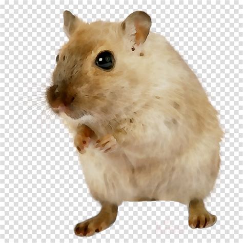 Hamster Clipart Rodent Picture 2791471 Hamster Clipart Rodent