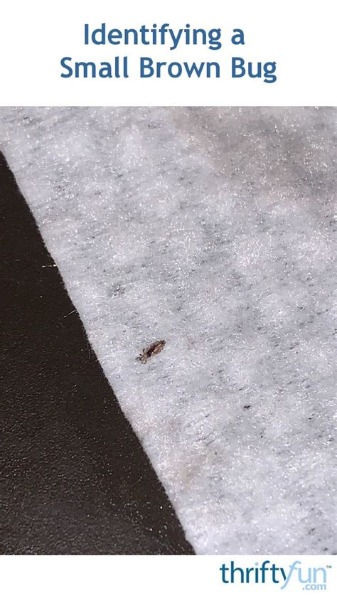 Identifying Small Brown Bugs Thriftyfun