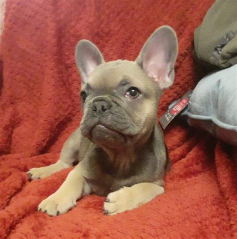 Kc Registered Girl French Bulldog Puppy For Sale Blue Sable Isabella