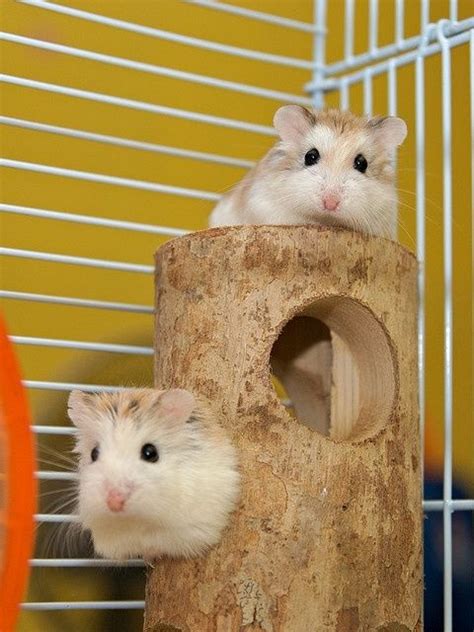 Pet Hamsters Playing Hamsters Pinterest