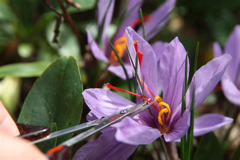Seriously worth every cent, their quality is unrivaled, and i will forever be a fangirl of theirs. Black Gold Growing Saffron (Crocus sativus)