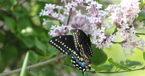 Dundas Urquhart Butterfly Garden Launching Summer Photo Contest