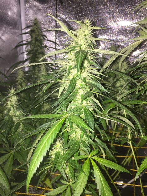 Maybe you would like to learn more about one of these? Flower stage getting longer, Should I give nutrients again ...