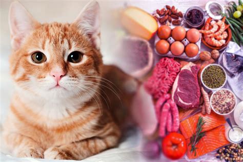 Ce Alimente Au Voie Să Mănânce Pisicile Este Esențial Să știi Asta