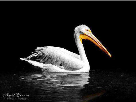 50 Wonderful Black And White Photos With Partial Color Effects