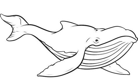 Free printable whale coloring pages for kids. Picture of Blue Whale Coloring Page (With images) | Whale ...