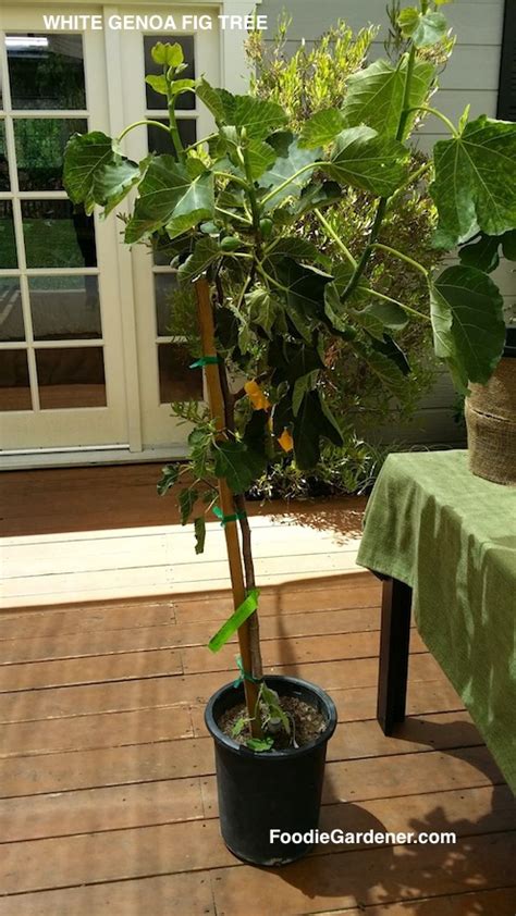 Grow Figs 101 Plant Fig Trees In Containers The Foodie Gardener