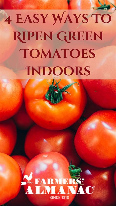 How To Ripen Tomatoes Ripen Green Tomatoes Tomato Plant Care Tomato