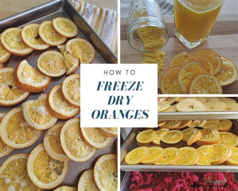 Freeze Dried Oranges Beautiful And Easy