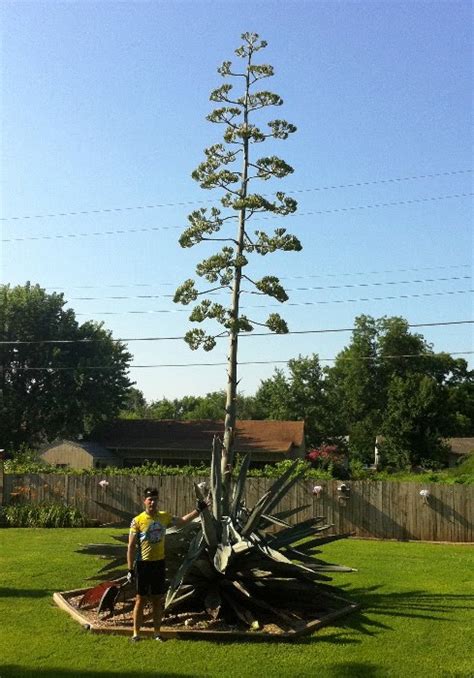 A cereus cactus is not much to look at when it's not in bloom. George Flickinger's weather and other stuff blog: West ...
