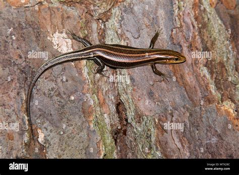 Five Lined Skink Eumeces Fasciatus Jasper County Texas Usa May