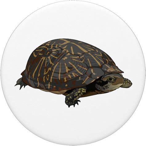 Box Turtle Drawing Etsy Clip Art Library