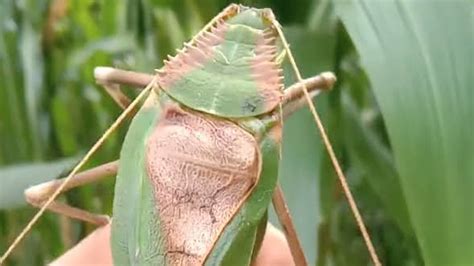 This Terrifying Giant Bug Will Haunt Your Dreams Video