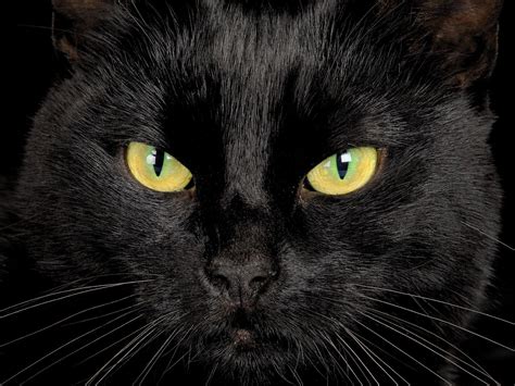 black cat  yellow eyes desktop wallpapers hd wallpaperscom