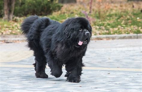 Newfoundland Dog A Complete Guide To The Noble Newfie All Things Dogs