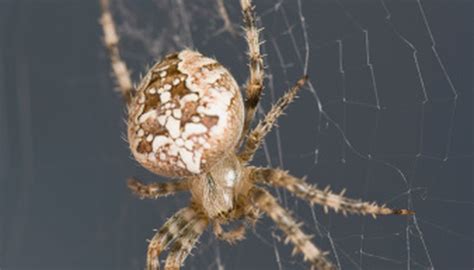 Spider Adaptations Sciencing