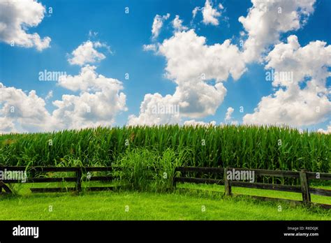 Corn Field Landscape Hi Res Stock Photography And Images Alamy