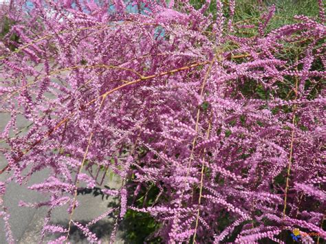 Tamarisk shrubs create an ethereal beauty with their delicate foliage and sprays of soft pink flowers. Photo : Tamarix ramosissima Rubra