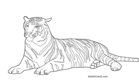Desenhos De Tigre Para Colorir Atividades Educativas