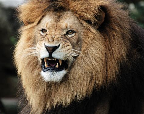 Lion Roar Stock Photos Pictures And Royalty Free Images Istock