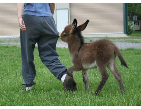 I Want One Baby Donkey Cute Donkey Mini Donkey