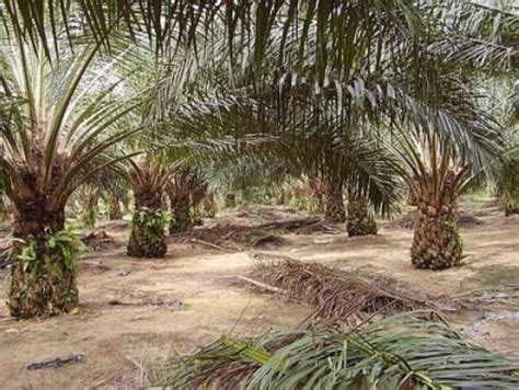 Malaysian palm oil board (mpob) data showed. MPOA hopes India will continue to buy Malaysian palm oil ...