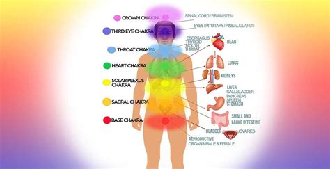 Understanding The 7 Main Chakras In The Body Can Help To Learn More About The Connection Between