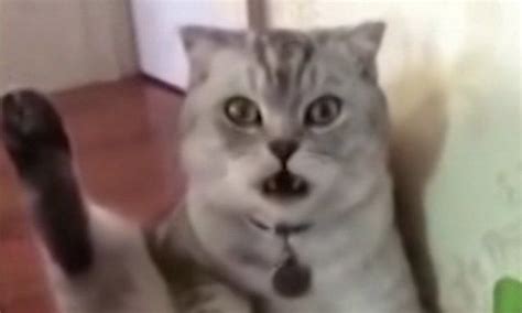 A Cat In China Enjoying Its Daily Cleaning Routine Becomes Shocked When