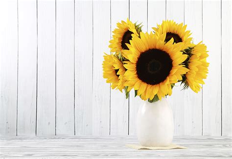 The staff is very talented and friendly. 7 Tips for Long-Lasting Sunflowers - A Fresh Take