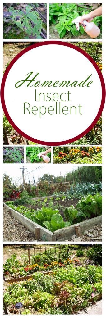 17 Best Images About Garden Insect Repellent Plants On