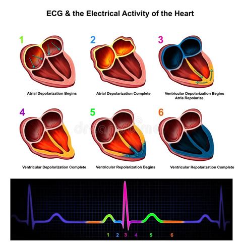 Ecgandla Actividad Eléctrica Del Corazón Stock De Ilustración