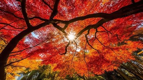 The Sun Is Shining Through An Autumn Tree With Bright Red Leaves