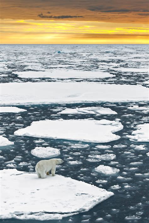 Polar Bear On Sea Ice At Sunset Arctic Animal Photography Prints