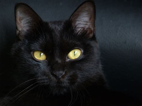 Beautiful Black Cat Cats Photo 41852444 Fanpop