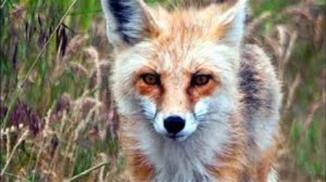 Foxes In Oregon Types Habitat Diet Animals Research