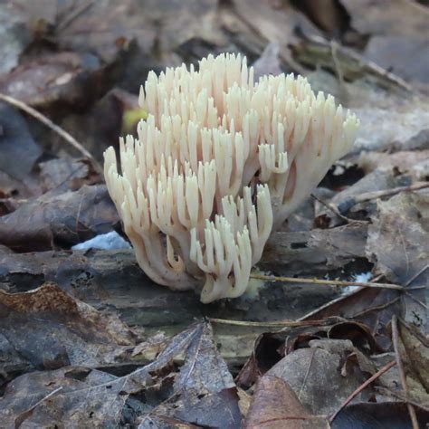 Upright Coral Fungus From Lanark County On Canada On August 18 2023