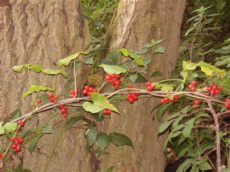 Filebryony Vine With Berries Wikimedia Commons