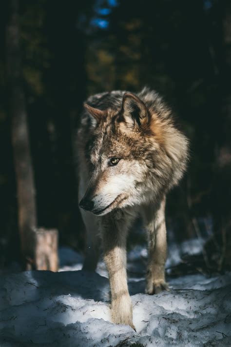 Here are only the best wolf hd wallpapers. Wolf Wallpapers: Free HD Download 500+ HQ | Unsplash