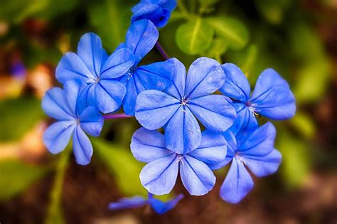 Jasmine Blue Jasmine Blue Flowers Pikist