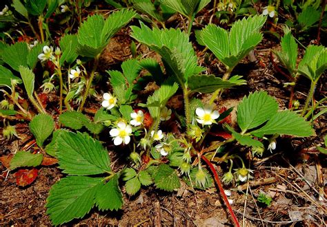 Get Your Botany On Green In Winter Wild Strawberry