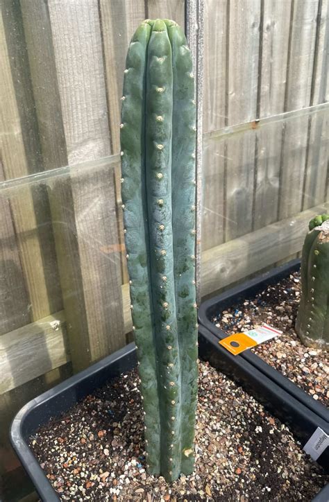 Trichocereus Pachanoi Dba Megalodon Cactocereus Uk Ta Trichocereus Uk