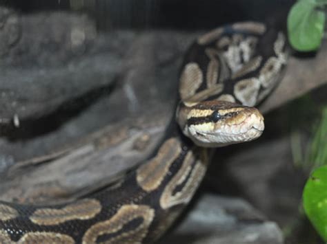 Python Regius Royalball Python In San Diego Zoo