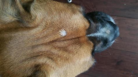 Warts On Dogs Head