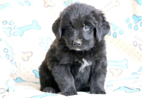 Newfoundland Mix Puppies For Sale Puppy Adoption