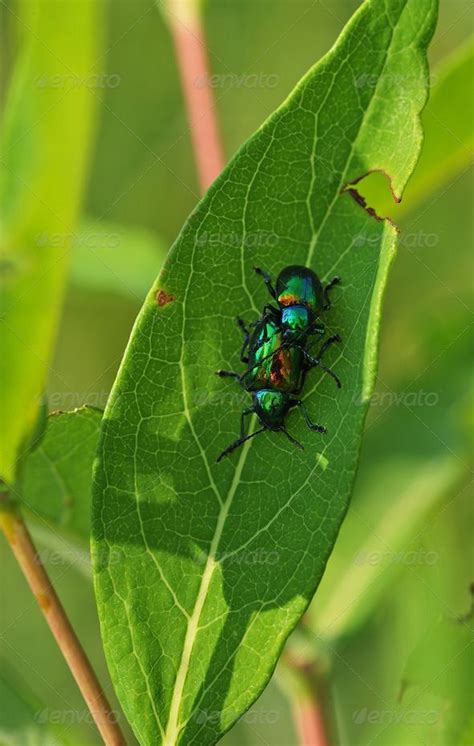 blue milkweed beetles milkweed insect photography beetle